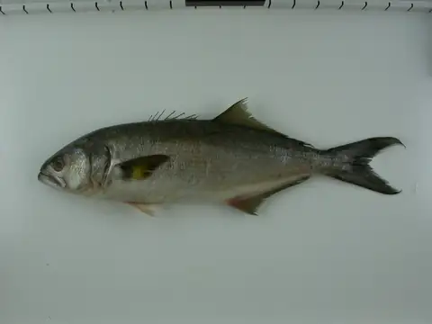 Lüfer / Çinekop balığı