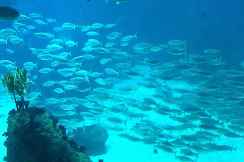 Sarpa balığı