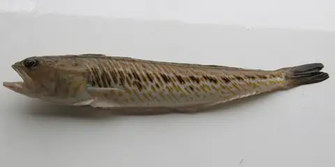 Trakonya balığı
